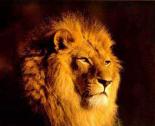 ������ ������� lion_libya