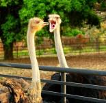 ������ ������� syrianoys