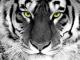 ������ ������� tigergang