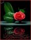 ������ ������� ahmedalmesra