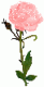 ������ ������� tulip