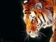 ������ ������� el_tigerga
